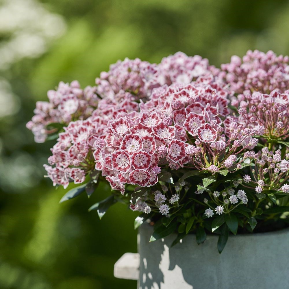 <i>Kalmia latifolia</i> 'Little Linda'