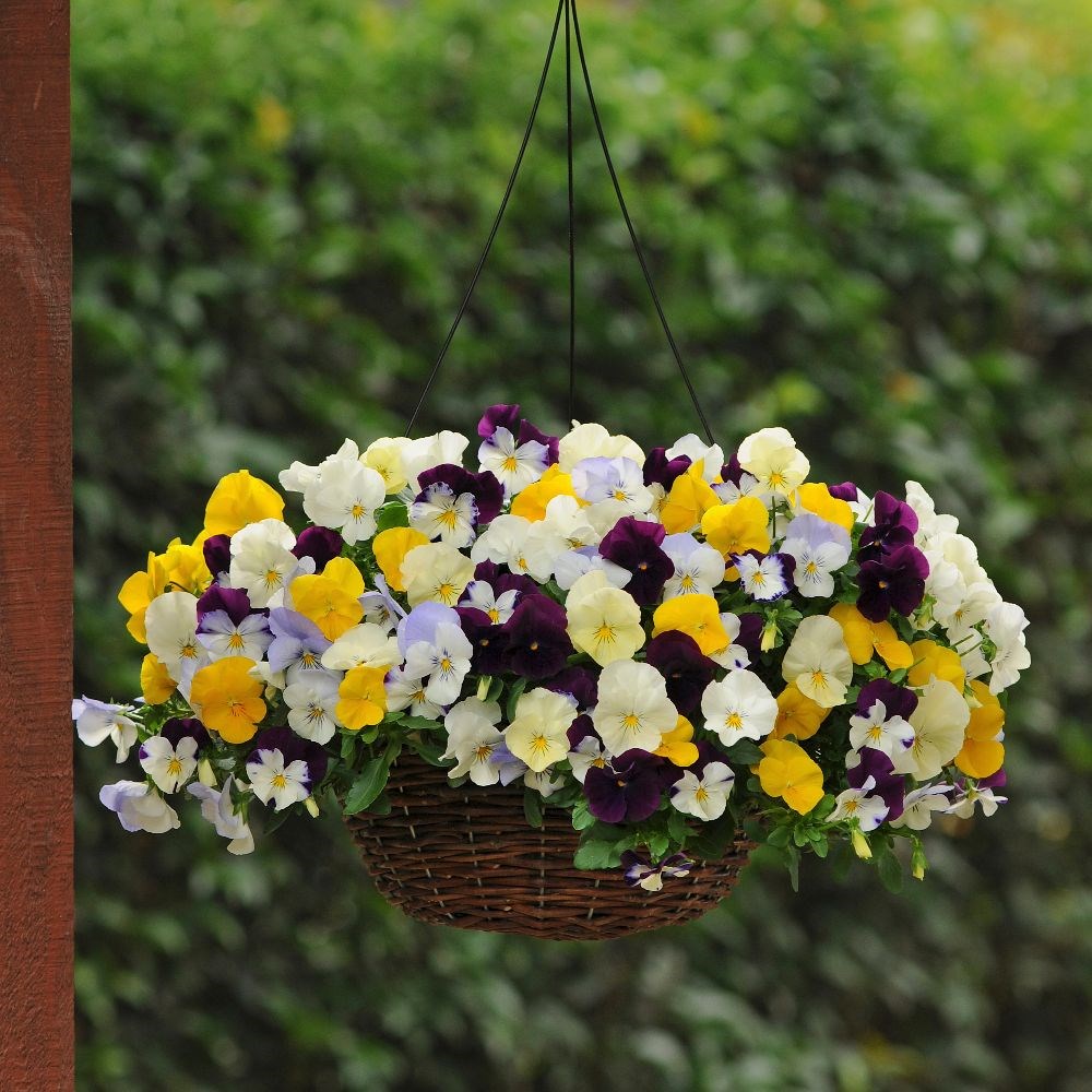 Cool wave pansy - Easyplanter for hanging baskets & patio pots
