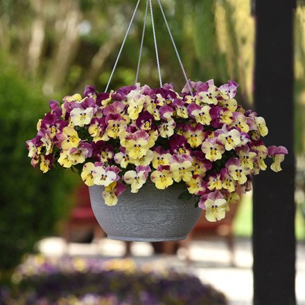Strawberry swirl - Easyplanter for hanging baskets & patio pots