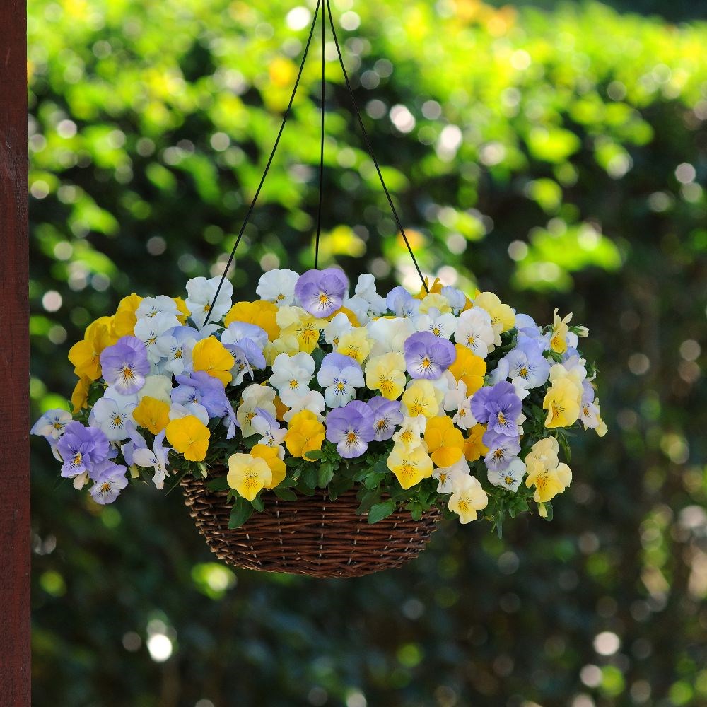Pastel pansies - Easyplanter for hanging baskets & patio pots