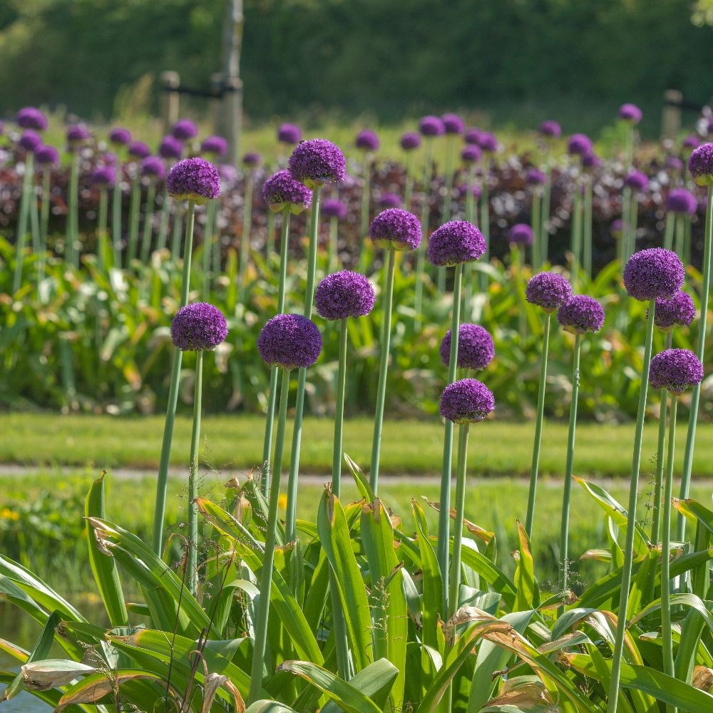 <i>Allium</i> 'Ambassador' (XXL bulb)