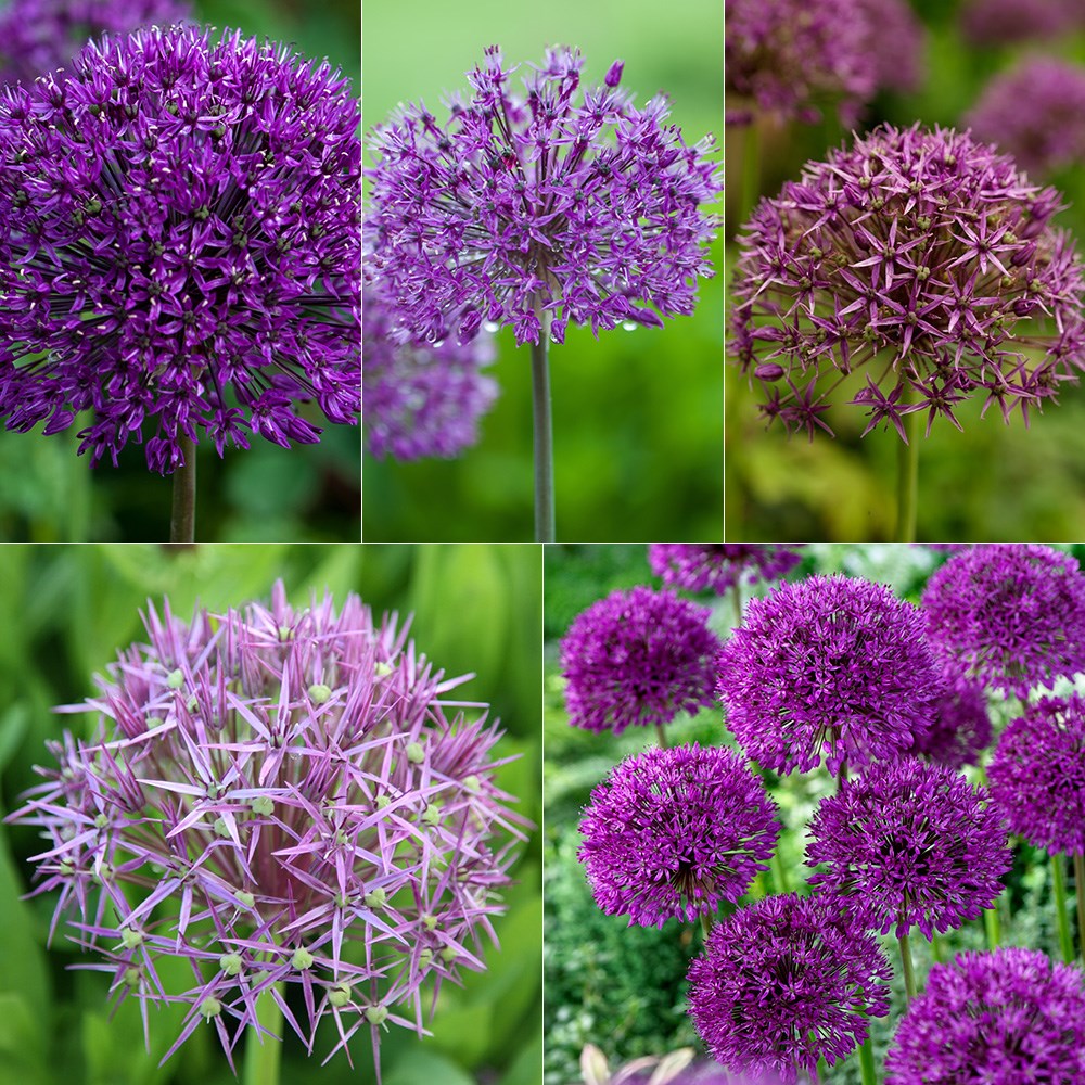 Big bold allium collection