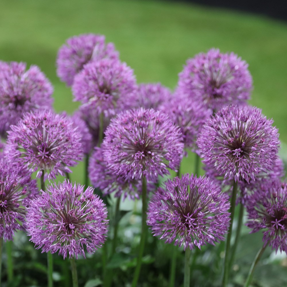 <i>Allium</i> 'Powder Puff'