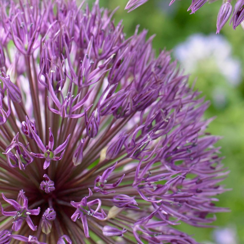 <i>Allium</i> 'Powder Puff'