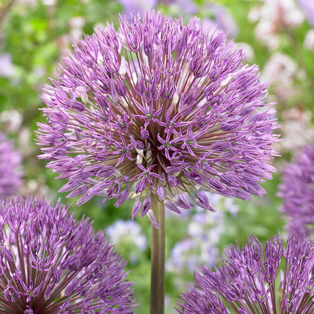 <i>Allium</i> 'Powder Puff'