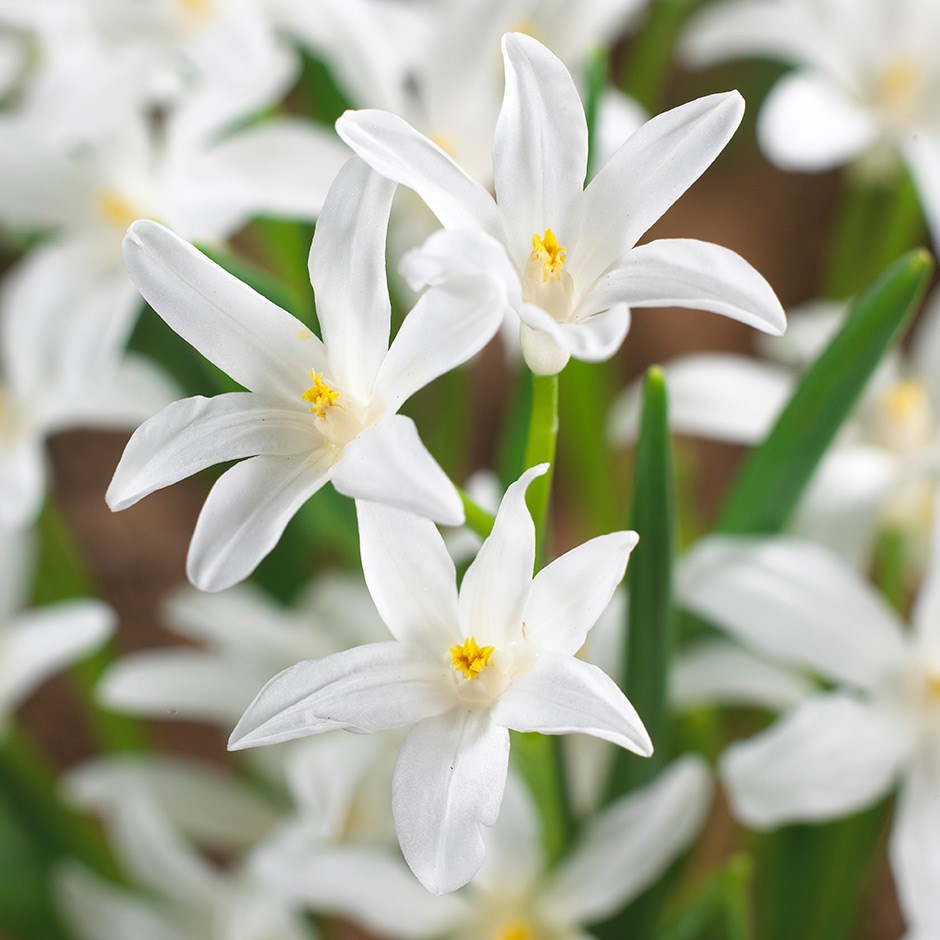 <i>Scilla luciliae</i> (Gigantea Group) 'Alba'