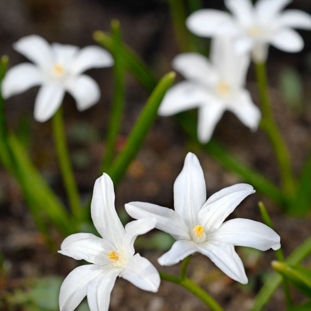 <i>Scilla luciliae</i> (Gigantea Group) 'Alba'