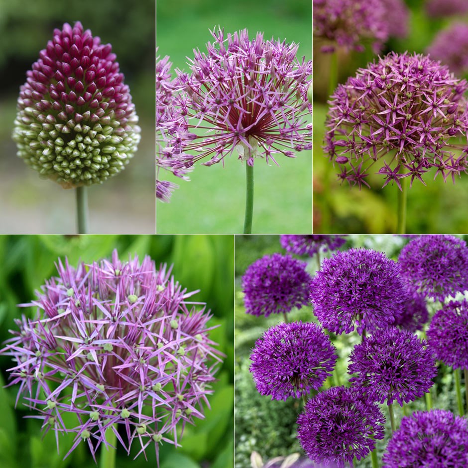 Award-winning allium collection