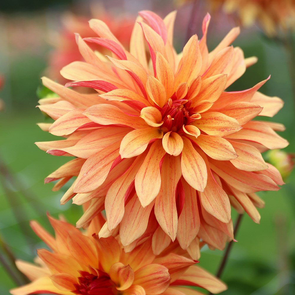 <i>Dahlia</i> 'French Cancan'