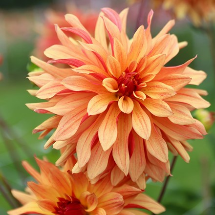 Dahlia French Cancan