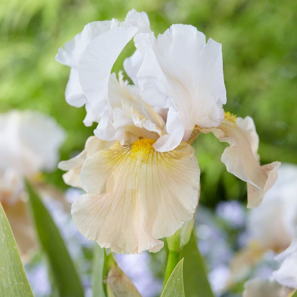 <i>Iris</i> 'Champagne Elegance'