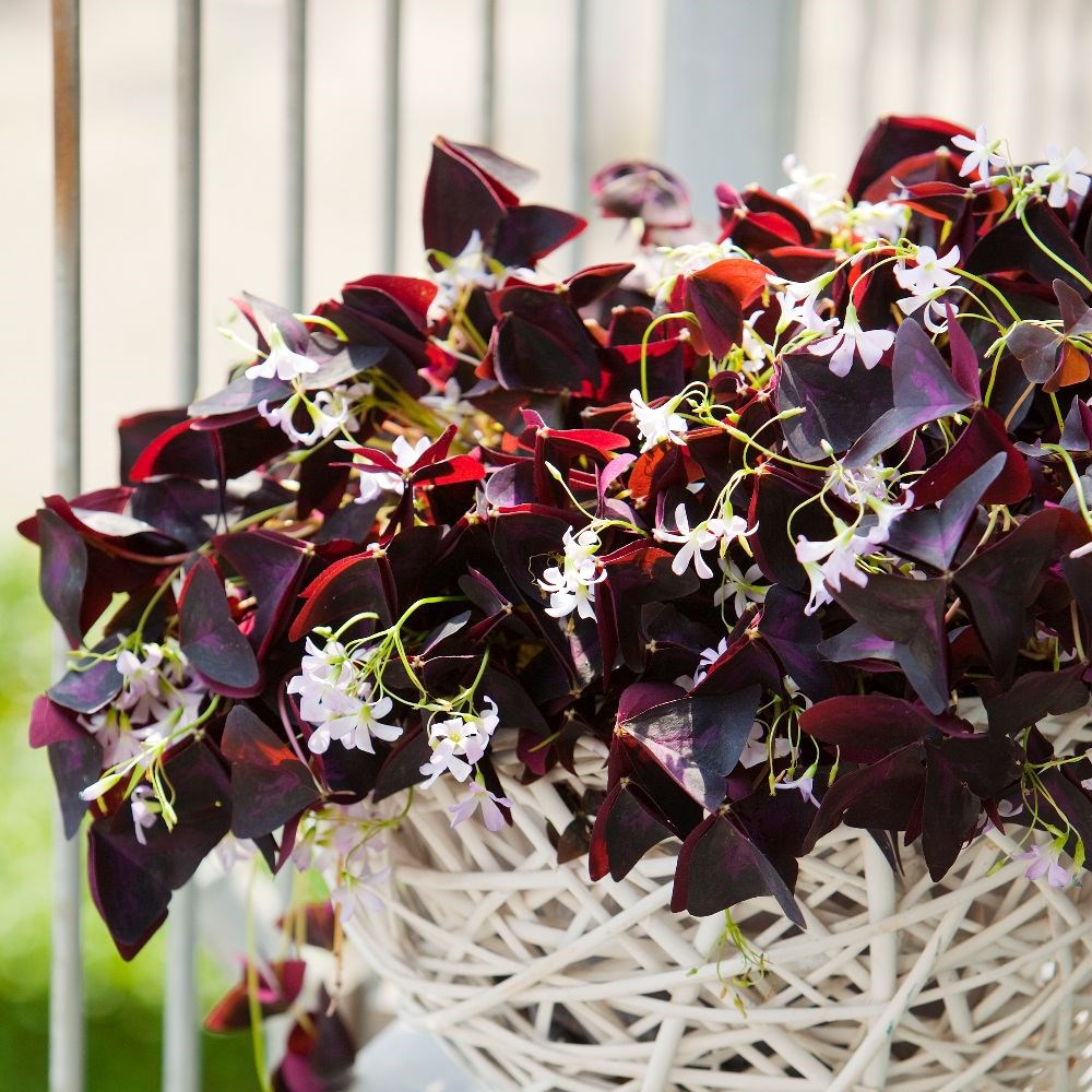 <i>Oxalis triangularis</i> 