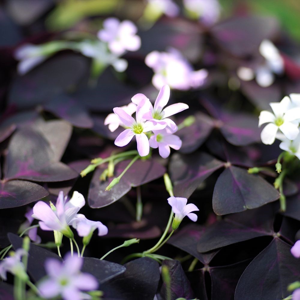 <i>Oxalis triangularis</i> 