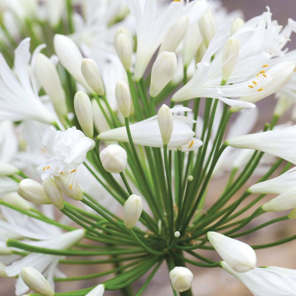 <i>Agapanthus</i> 'Polar Ice'