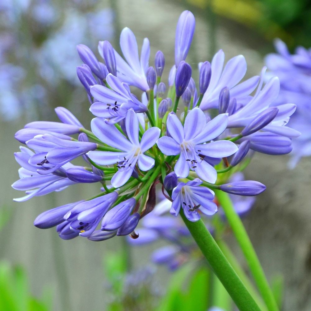 <i>Agapanthus</i> 'Dokter Brouwer'