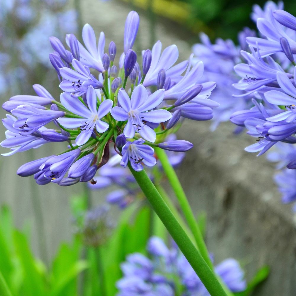 <i>Agapanthus</i> 'Dokter Brouwer'