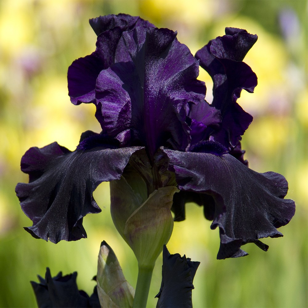 <i>Iris</i> 'Black Dragon'