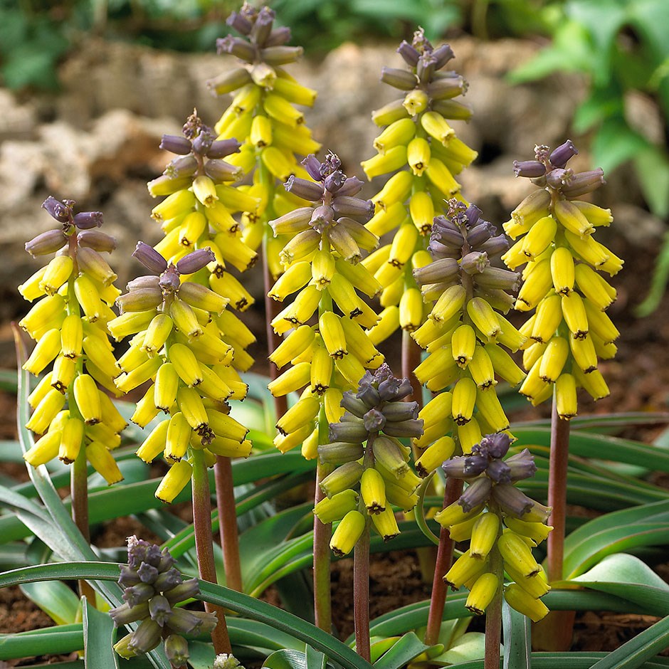<I>Muscari macrocarpum</i> 'Golden Fragrance' (PBR)