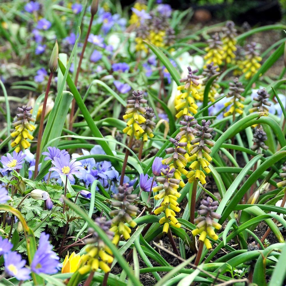<I>Muscari macrocarpum</i> 'Golden Fragrance' (PBR)