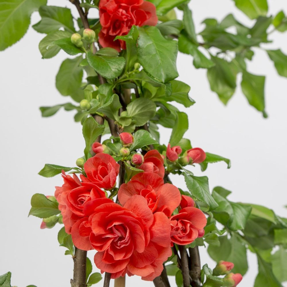 <i>Chaenomeles speciosa</i> 'Orange Storm' (PBR)