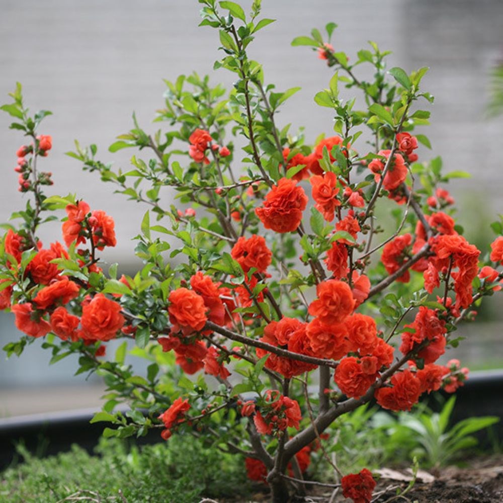 <i>Chaenomeles speciosa</i> 'Orange Storm' (PBR)