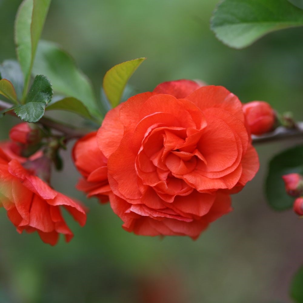<i>Chaenomeles speciosa</i> 'Orange Storm' (PBR)