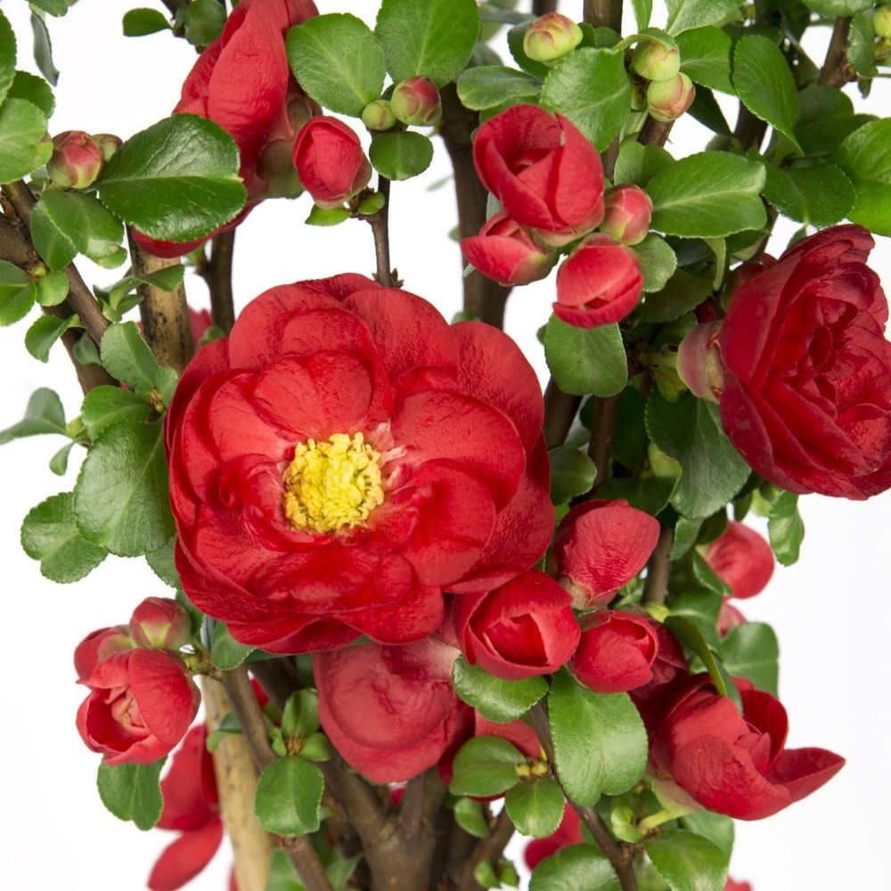 <I>Chaenomeles speciosa</i> 'Scarlet Storm' (PBR)