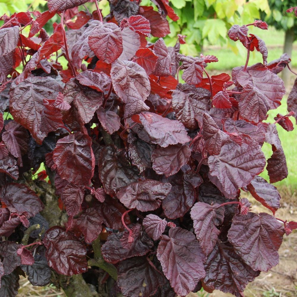 <i>Corylus avellana</i> 'Red Majestic' (PBR)