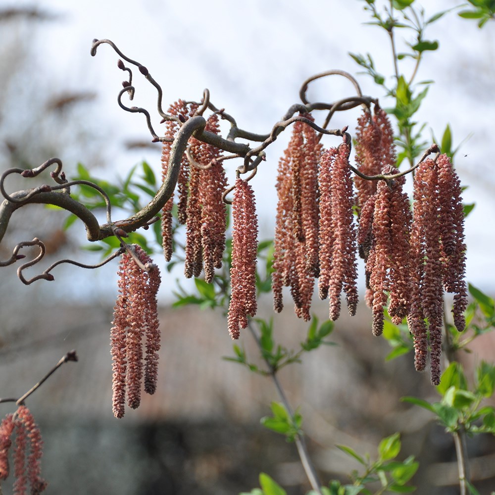 <i>Corylus avellana</i> 'Red Majestic' (PBR)
