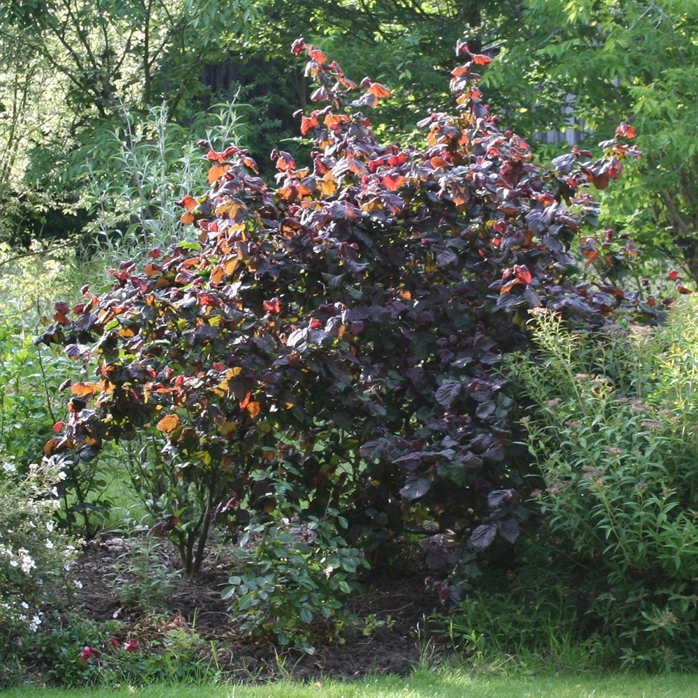 <i>Corylus avellana</i> 'Red Majestic' (PBR)