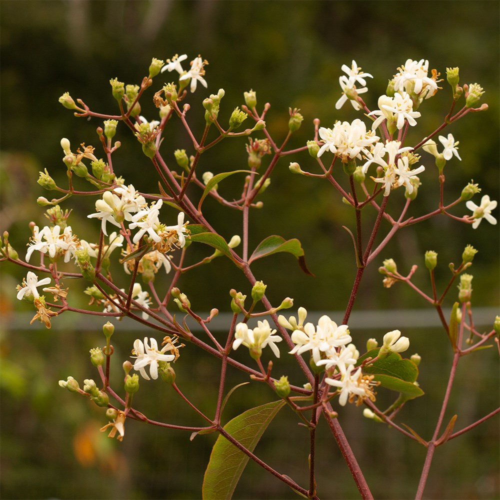 <i>Heptacodium miconioides</i> 