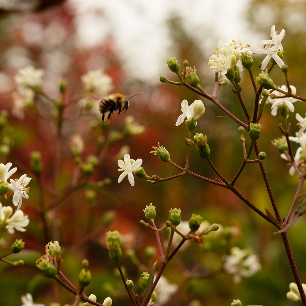 <i>Heptacodium miconioides</i> 