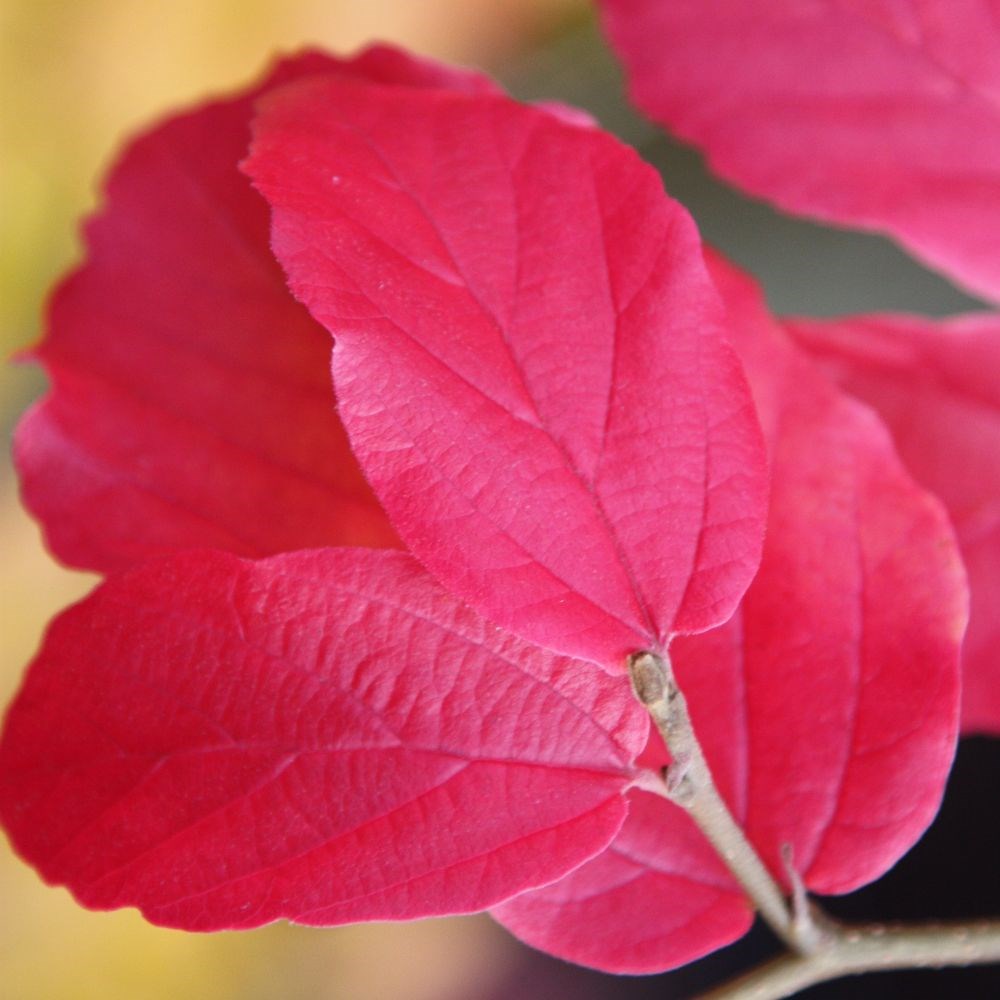 <i>Parrotia persica</i> 
