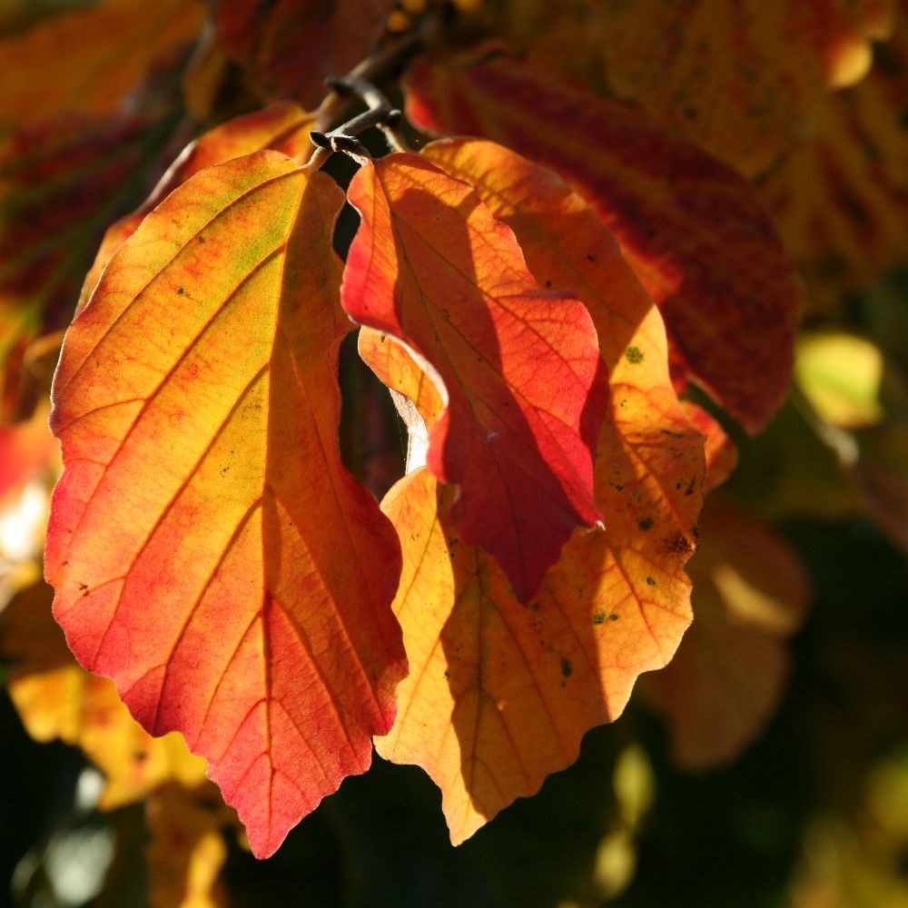 <i>Parrotia persica</i> 