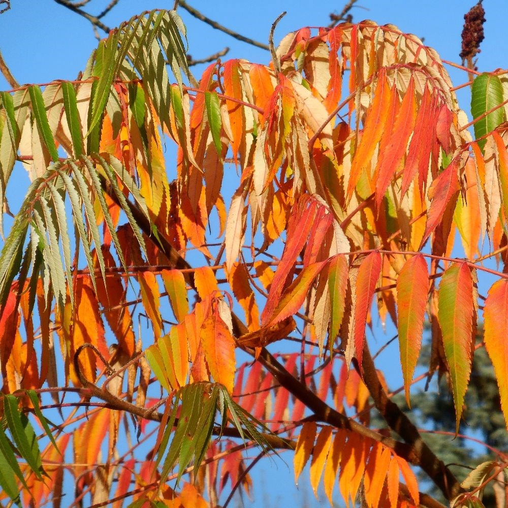 <i>Rhus typhina</i> 'Dissecta'