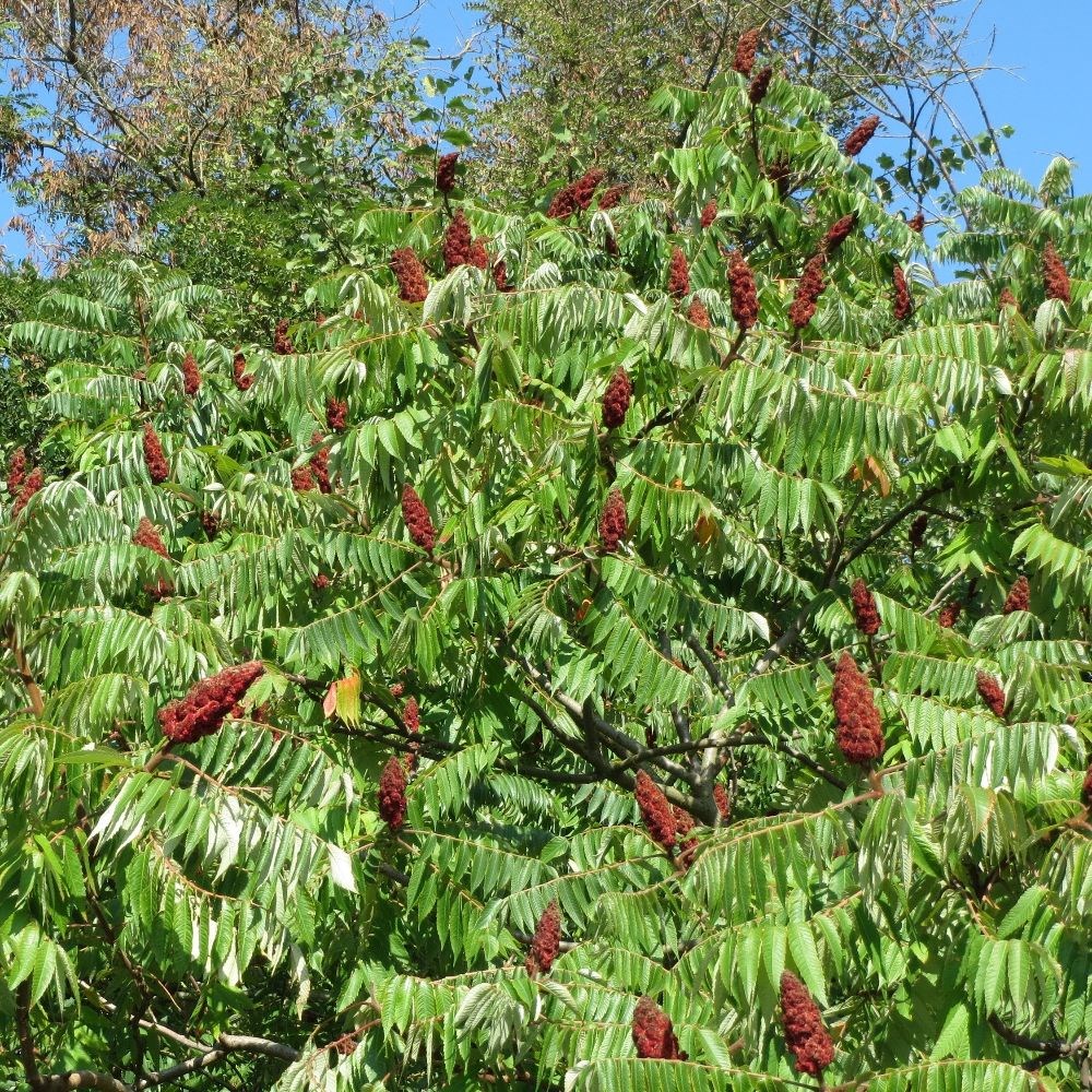 <i>Rhus typhina</i> 'Dissecta'