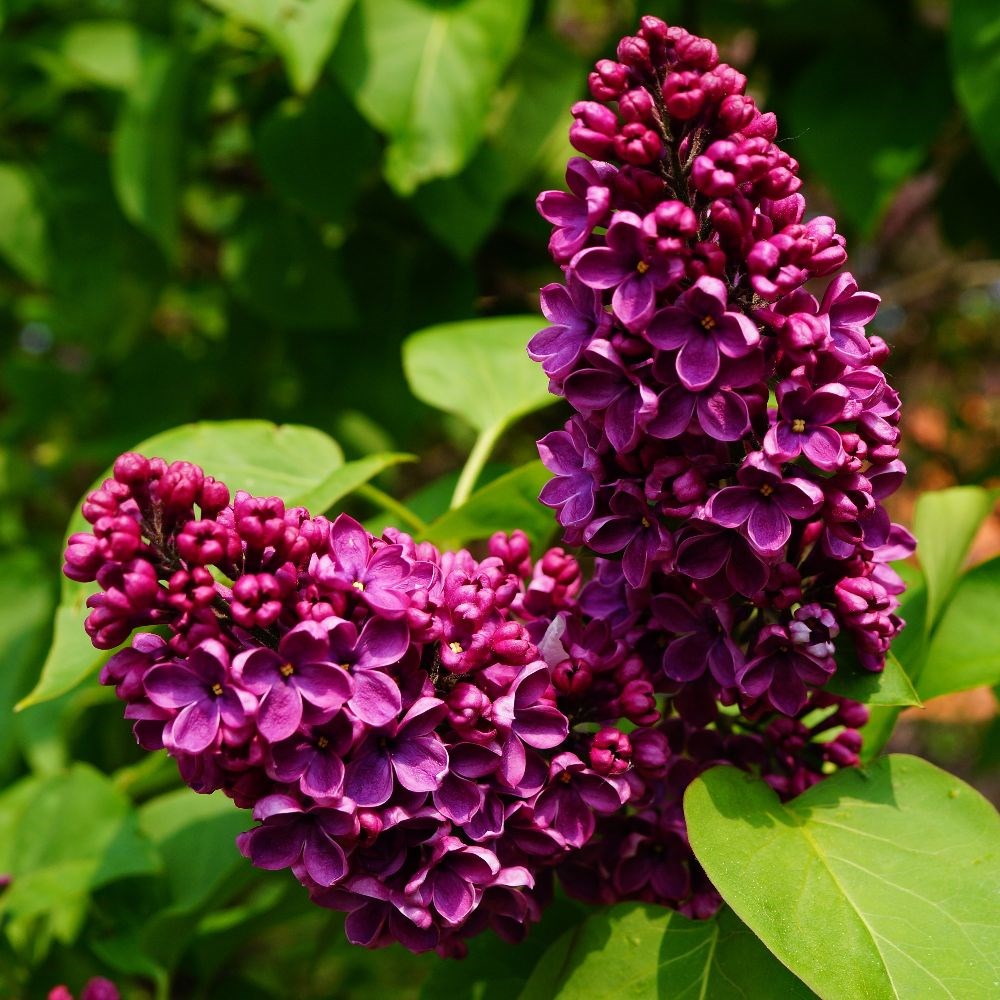 <i>Syringa vulgaris</i> 'Andenken an Ludwig Späth'