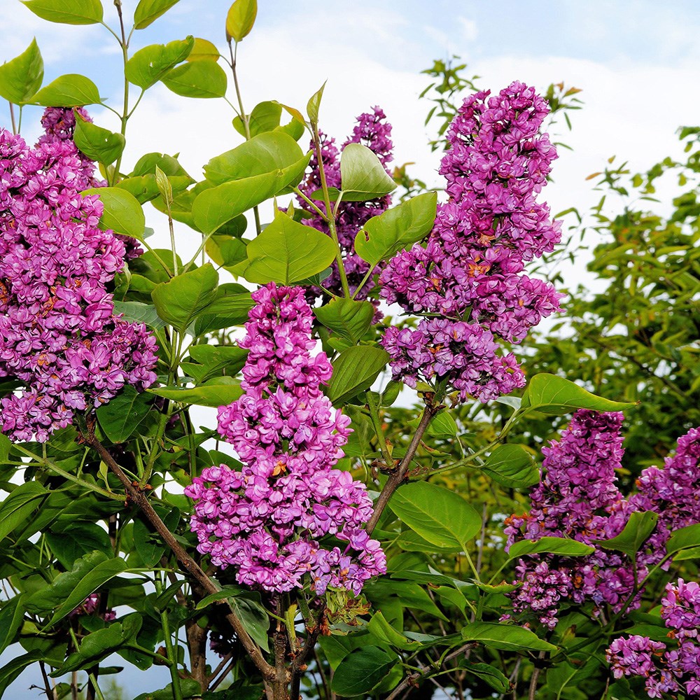 <i>Syringa vulgaris</i> 'Andenken an Ludwig Späth'