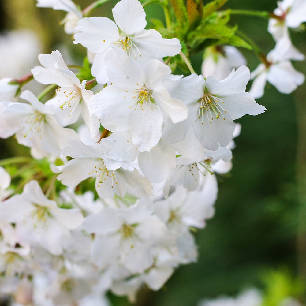 <i>Prunus incisa</i> f. 'Yamadei'