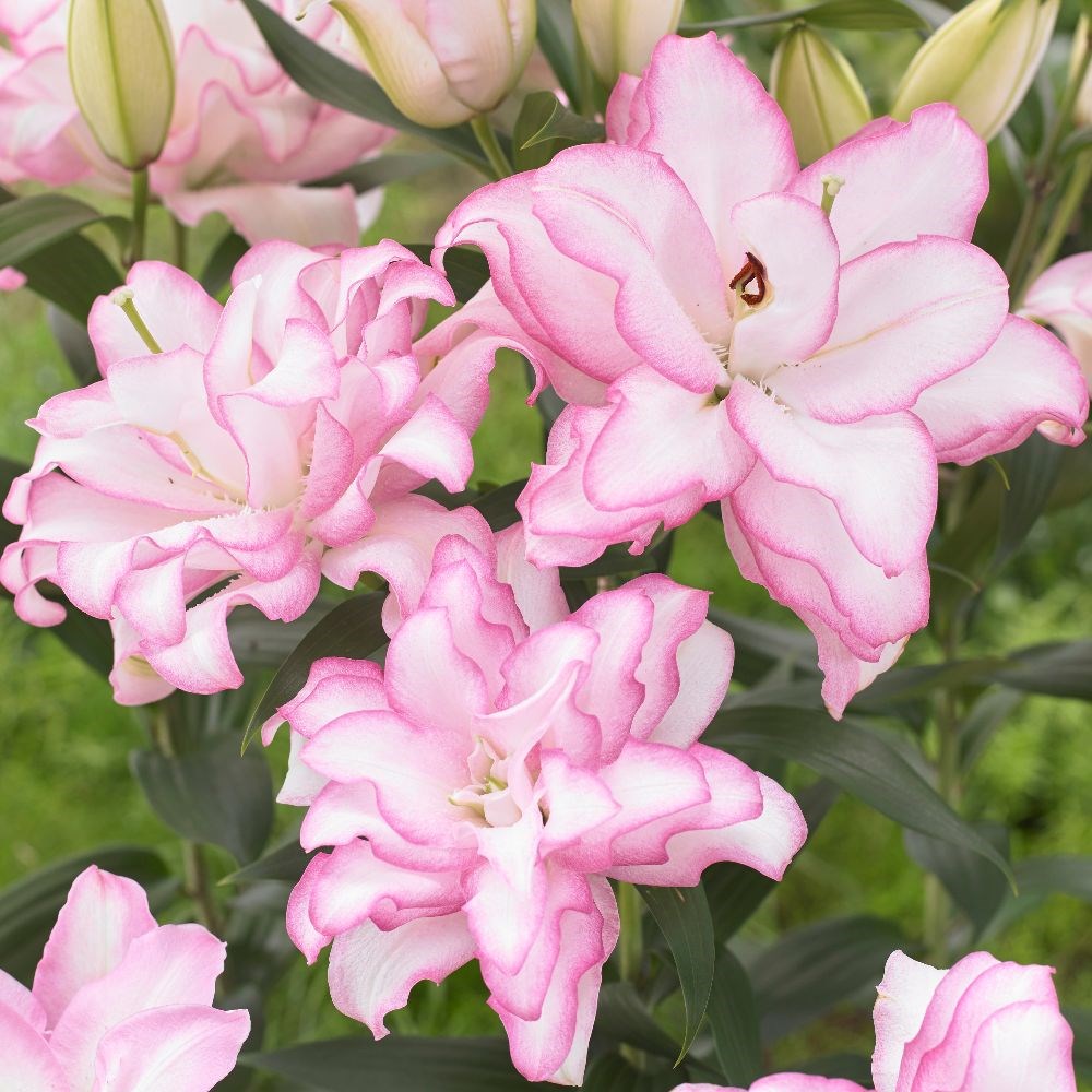 <i>Lilium</i> <b class=small-caps>Roselily Anouska</b> ('Dl111067') (PBR)
