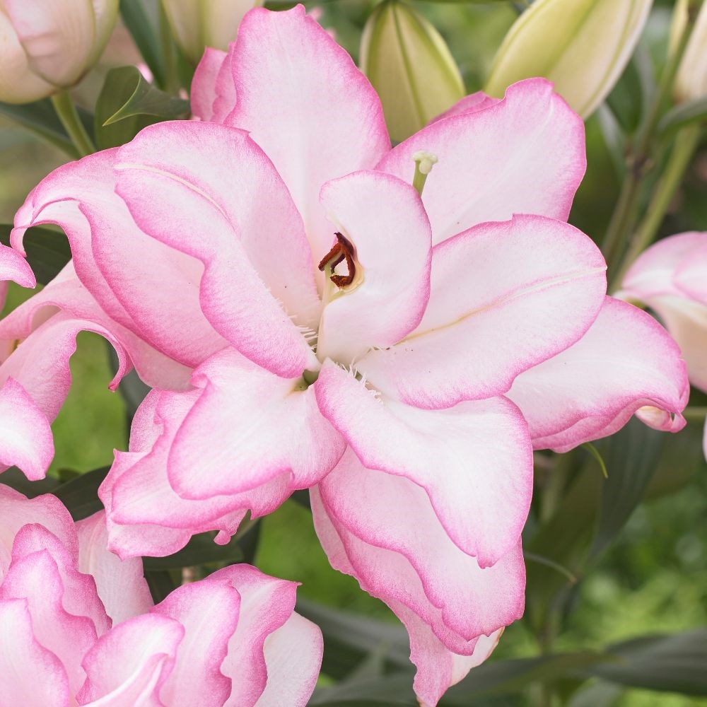 <i>Lilium</i> <b class=small-caps>Roselily Anouska</b> ('Dl111067') (PBR)
