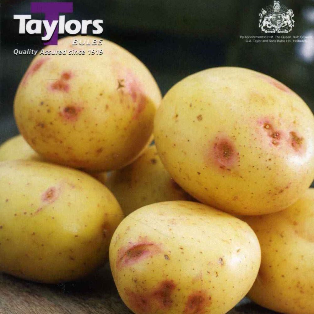 potato 'Picasso'