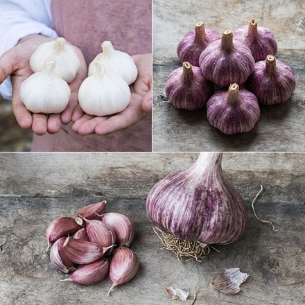French garlic collection for spring planting