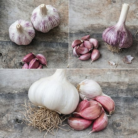 Connoisseurs garlic collection for autumn planting