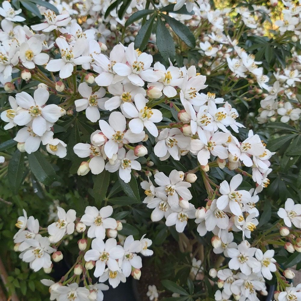 <i>Choisya</i> × <i>dewitteana </i> <b class=small-caps>Greenfingers</b> ('Lissfing') (PBR)