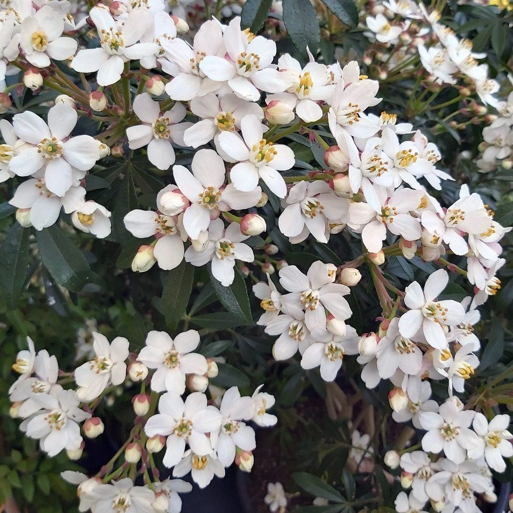 <i>Choisya</i> × <i>dewitteana </i> <b class=small-caps>Greenfingers</b> ('Lissfing') (PBR)