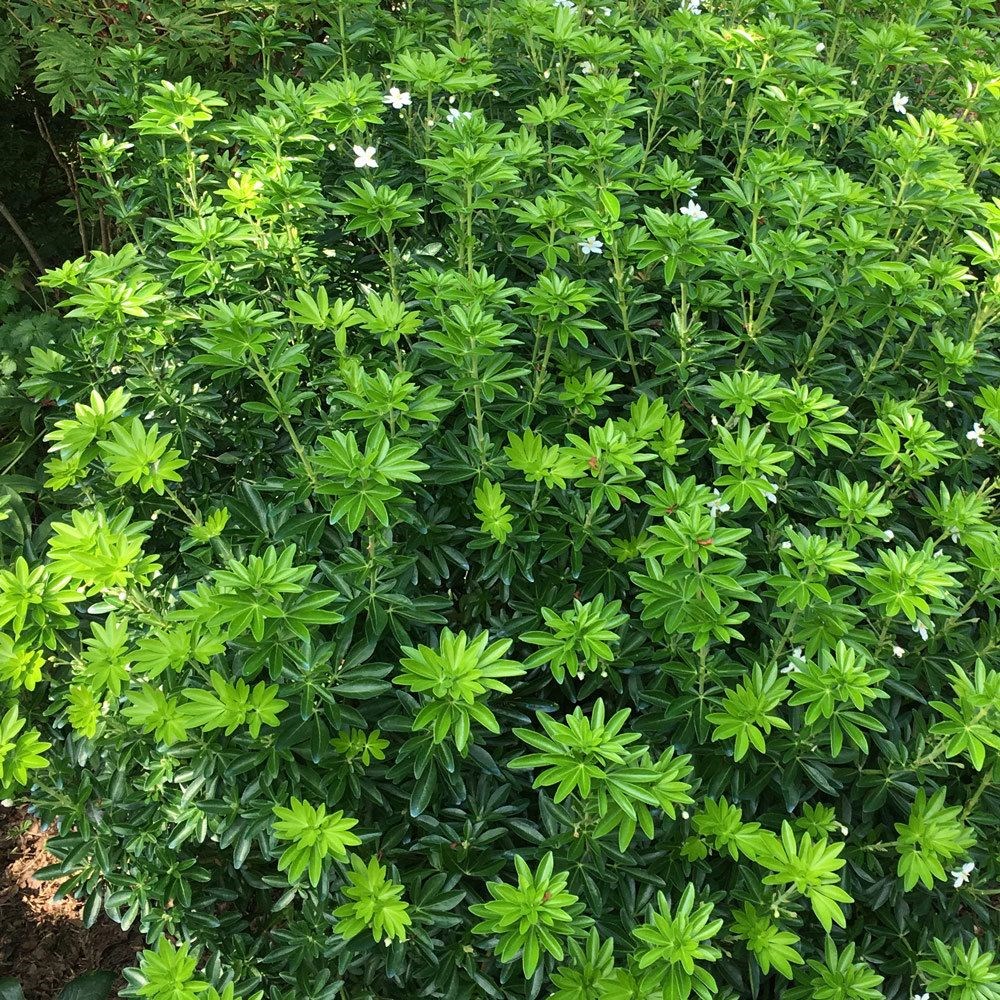 <i>Choisya</i> × <i>dewitteana </i> <b class=small-caps>Greenfingers</b> ('Lissfing') (PBR)