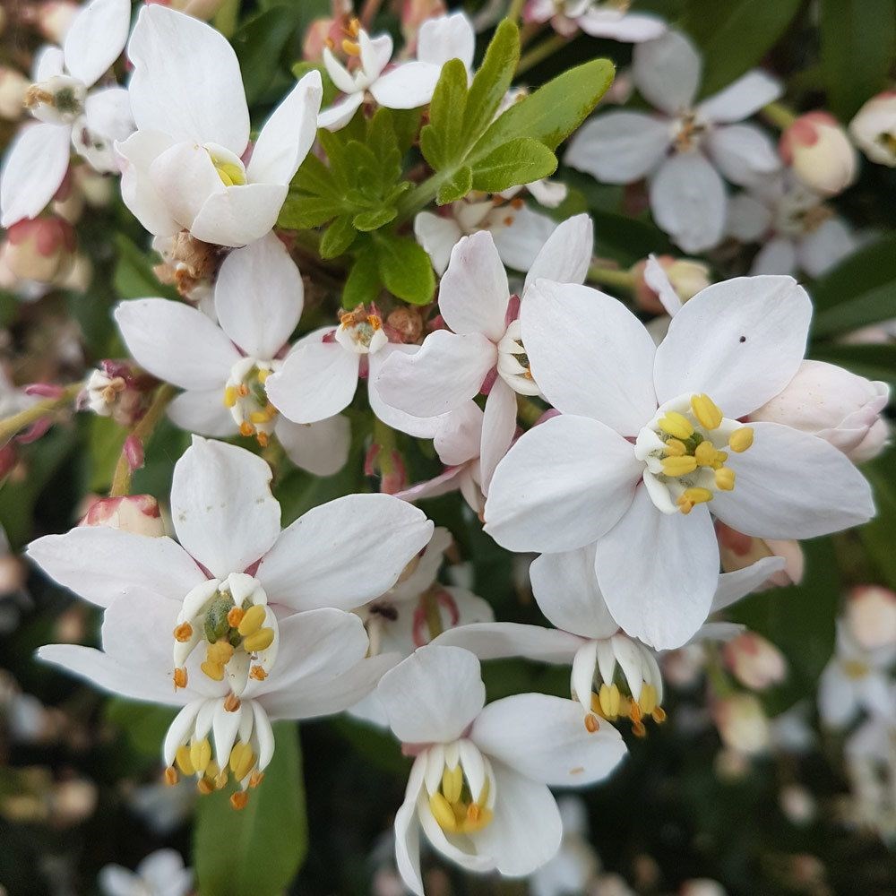<i>Choisya</i> × <i>dewitteana </i> <b class=small-caps>Greenfingers</b> ('Lissfing') (PBR)