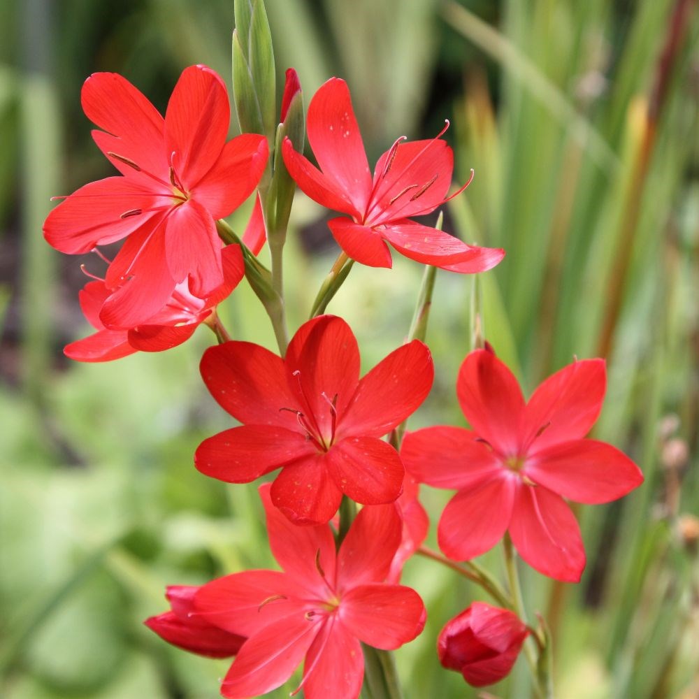 <i>Hesperantha coccinea</i> 