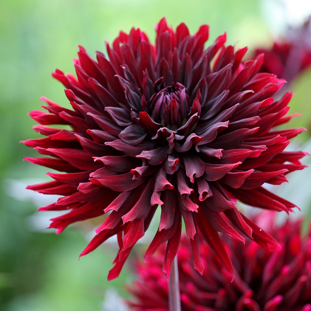 <i>Dahlia</i> 'Black Jack'